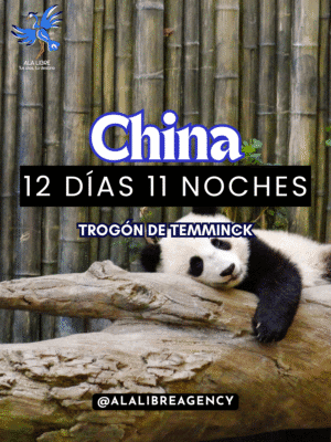 Viaje grupal: Admira los increíbles pandas gigantes y vive China en 12 días, 11 noches.